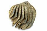 Partial Woolly Mammoth Molar - North Sea Deposits #295862-3